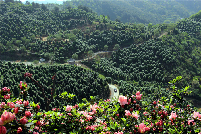 优秀奖-《鲜花遍地开》陶冶.jpg